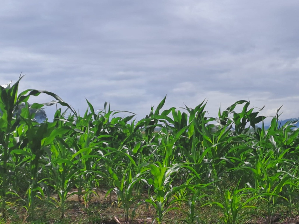 Perkebunan Jagung